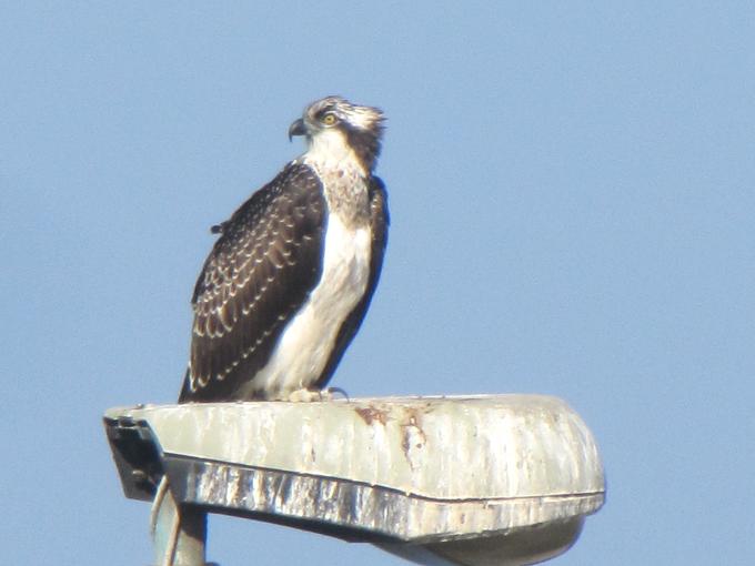 Falco pescatore